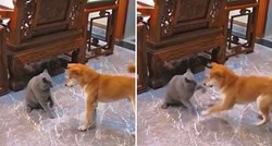 "Stisnula je turbo dugme": Ovaj video svađe mace i psa je hit na internetu