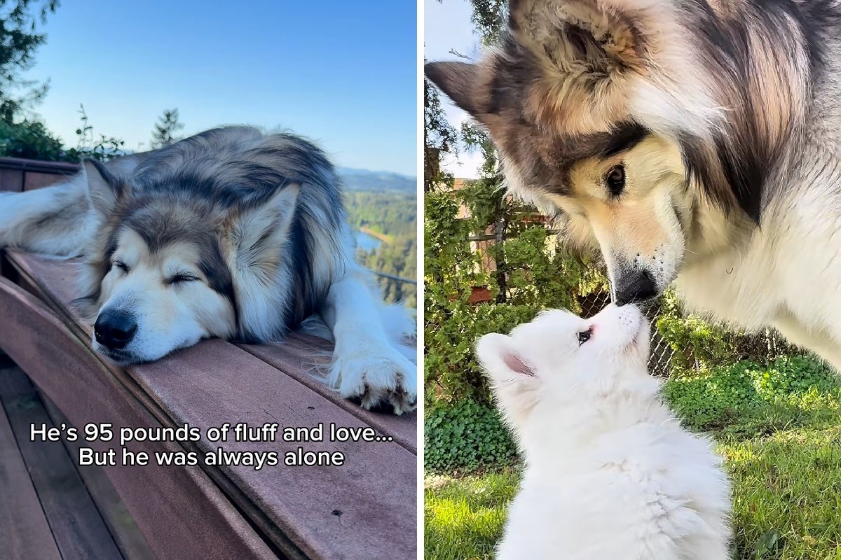 VIDEO Pas je bio usamljen jer su ga se svi bojali, a onda je dobio mlađu sestru