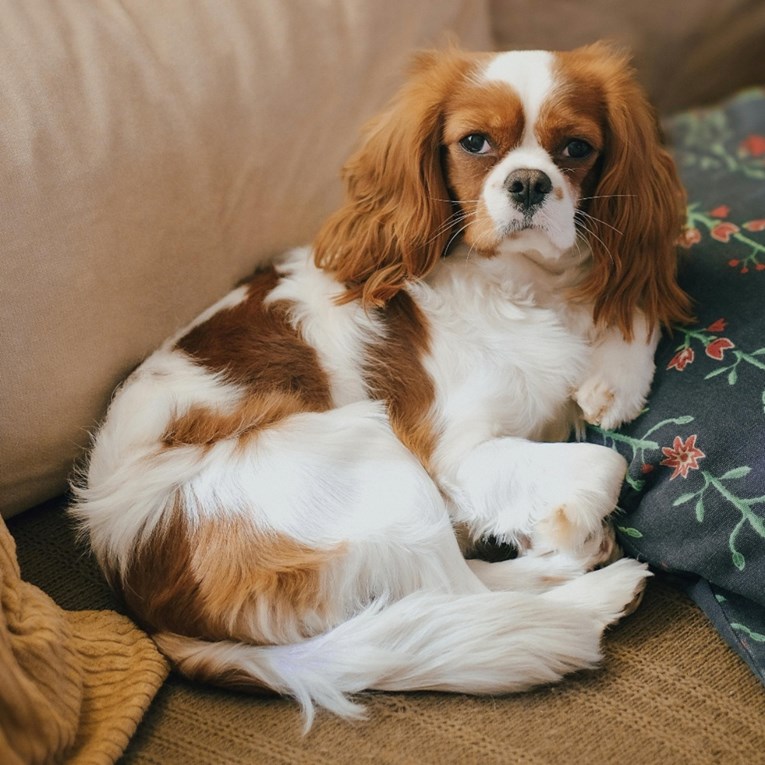 Tri pasmine koje se lako prilagođavaju životu u stanu bez dvorišta