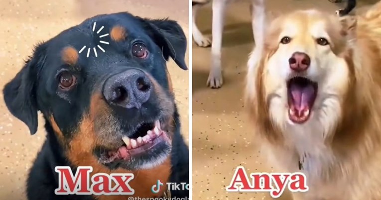 Vlasnica vrtića za pse u urnebesnom videu navela probleme pasa koje čuva