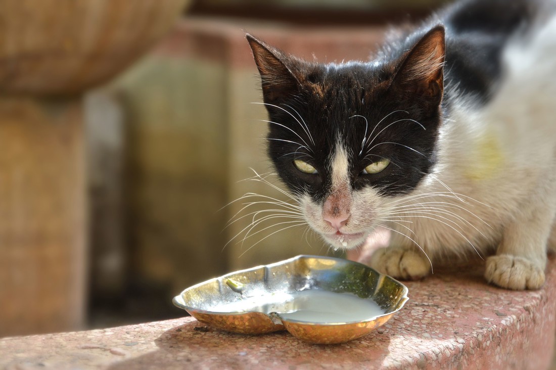 Hranite svoju mačku mlijekom? Veterinari kažu da biste trebali odmah prestati