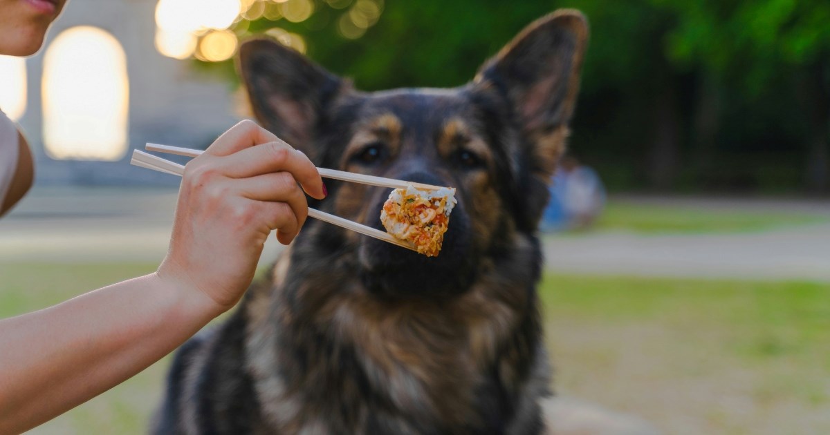 Vaš pas je pojeo nešto ljuto? Evo što trebate učiniti
