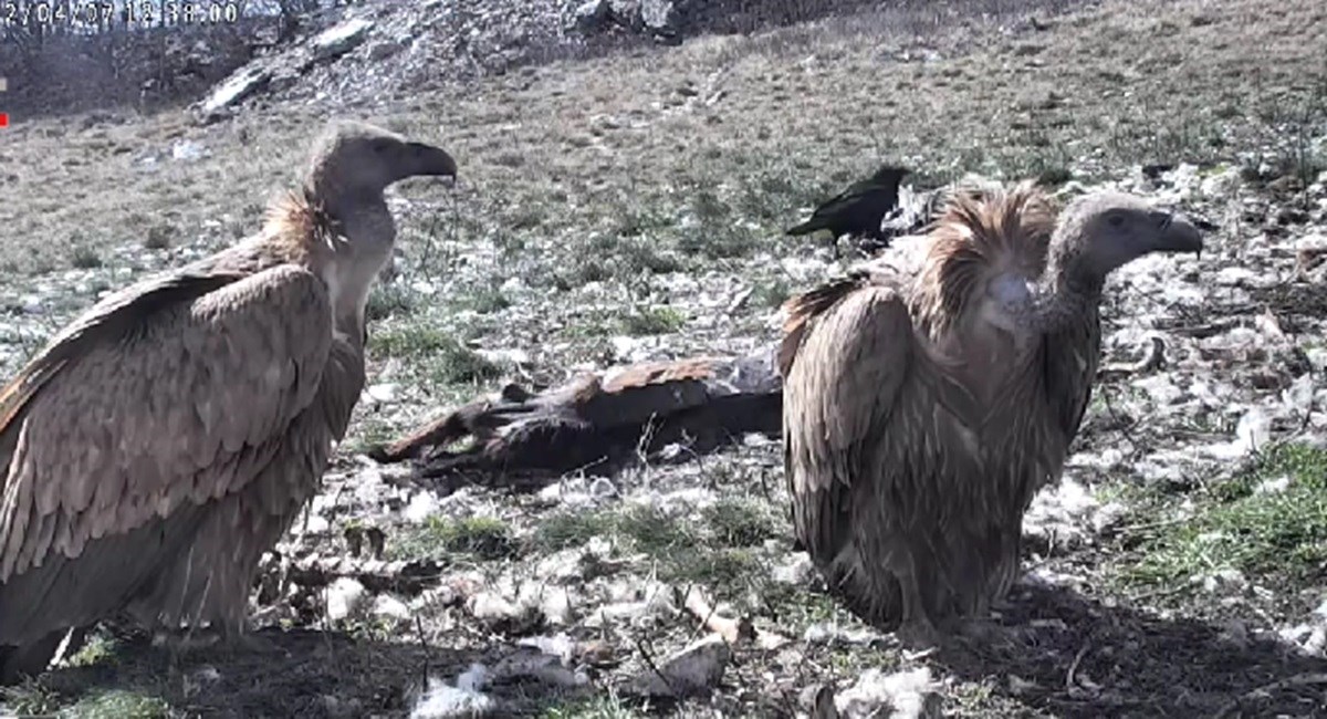 Supovi se vratili na Učku nakon više od 100 godina, a ris nakon 30