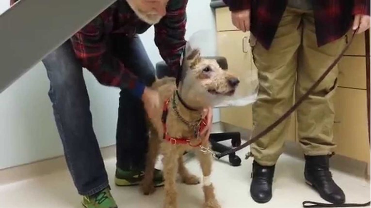 Bio je slijep, a veterinari su mu vratili vid. Njegova reakcija je čudesna