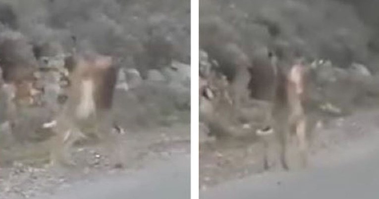 Dva zeca potukla se na cesti u Dalmaciji, prizor je urnebesan