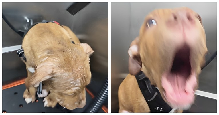 VIDEO Vlasnik pokušao posušiti fenom pit bulla, reakcija psa nasmijala je sve