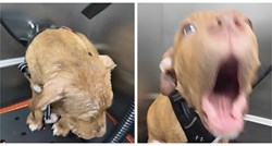 VIDEO Vlasnik pokušao posušiti fenom pit bulla, reakcija psa nasmijala je sve