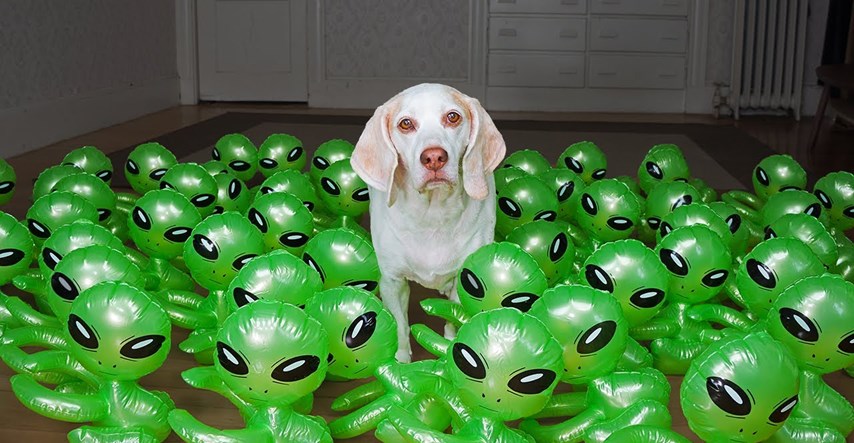 Video postao hit u jednom danu: Pogledajte kako psi reagiraju na invaziju "svemiraca"