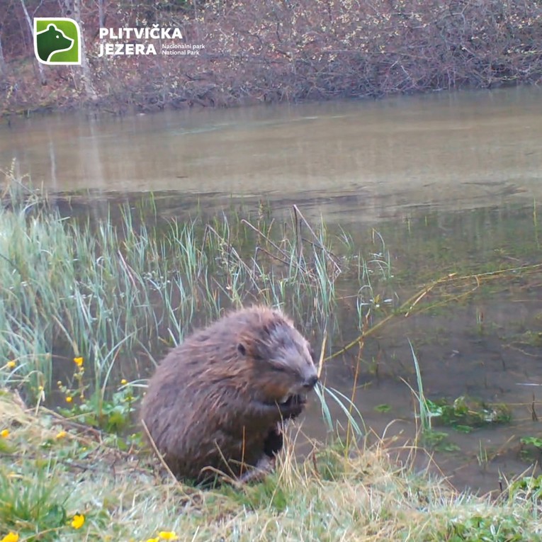 VIDEO Kamera na Plitvičkim jezerima snimila dabra kako chilla 😊
