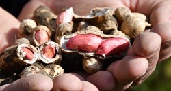 Jedenje kikirikija ima veliku prednost zbog koje je omiljeni orašasti plod