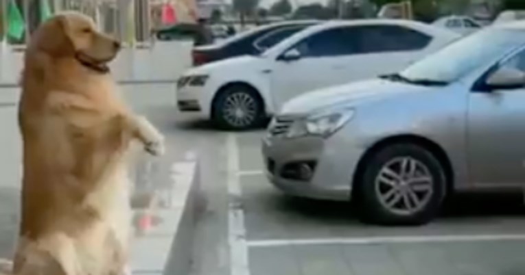Zaboravite senzore za parking, ovaj pas je najbolja pomoć pri parkiranju automobila