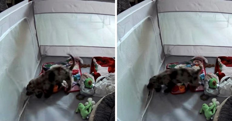 Vlasnici prvi put ostavili štene jazavčara samo kod kuće, odluka im se obila o glavu