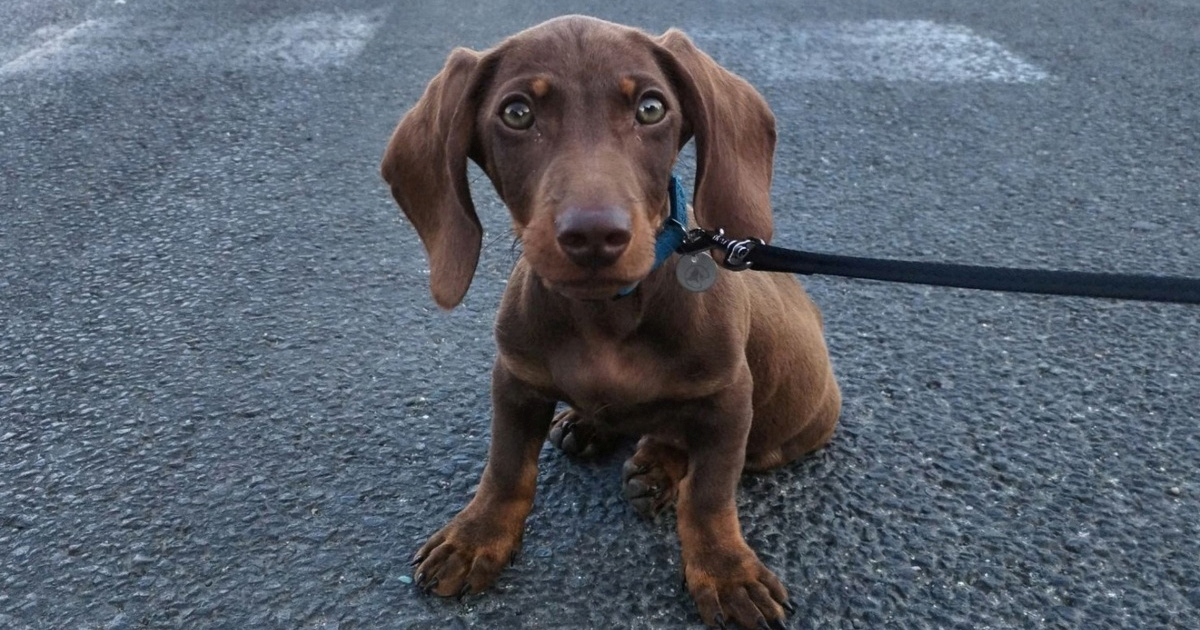 FOTO Čitatelji pokazali svoje jazavčare, preslatki su