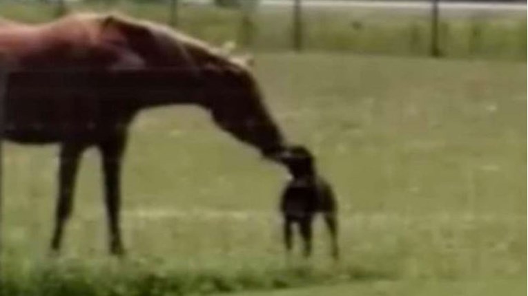 Pas svakodnevno donosi hranu svom prijatelju konju i ne traži ništa zauzvrat
