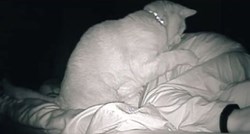 Pregledala je snimku nadzorne kamere pa saznala da je mačka satima "tuče" dok spava