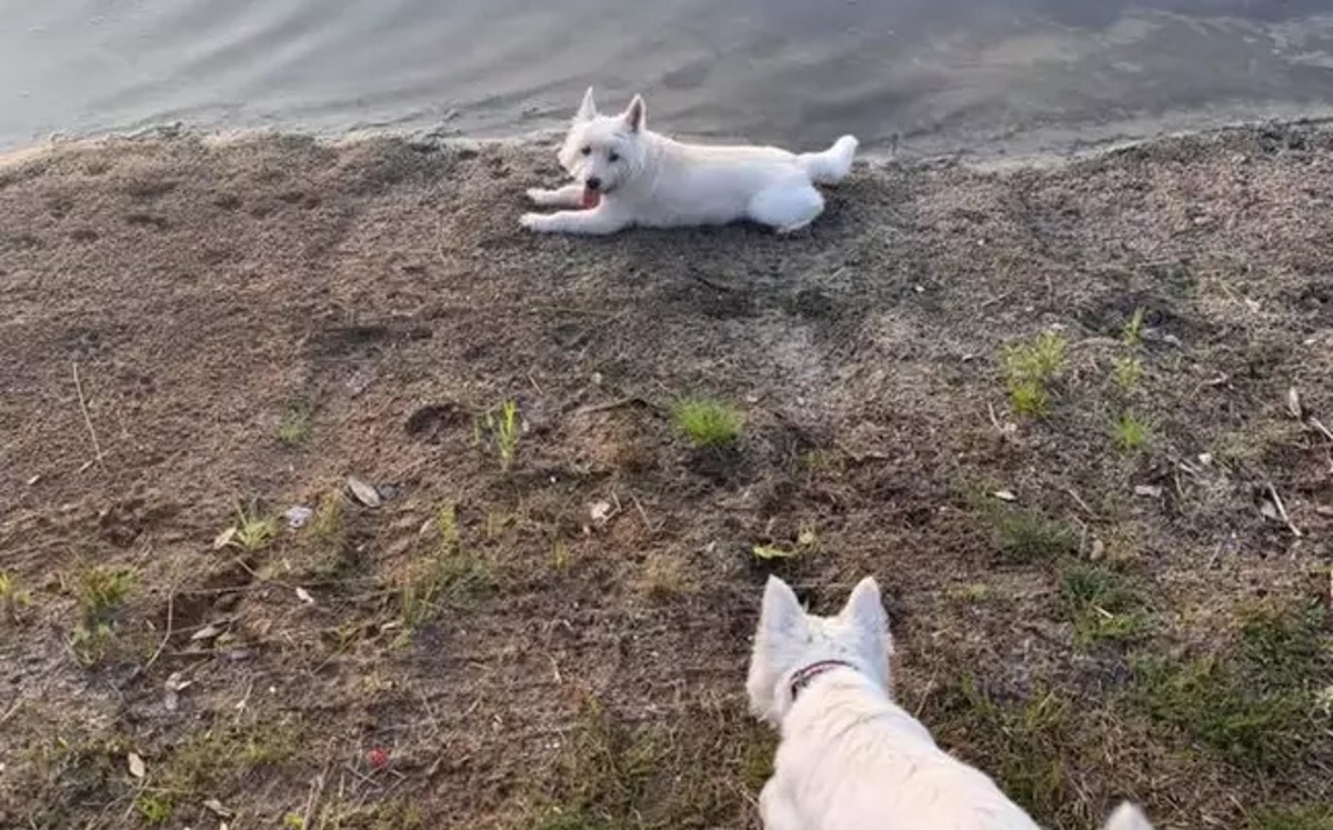 Tri psa uginula od trovanja nakon kupanja u jezeru