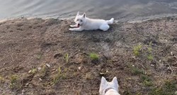 Tri psa uginula od trovanja nakon kupanja u jezeru