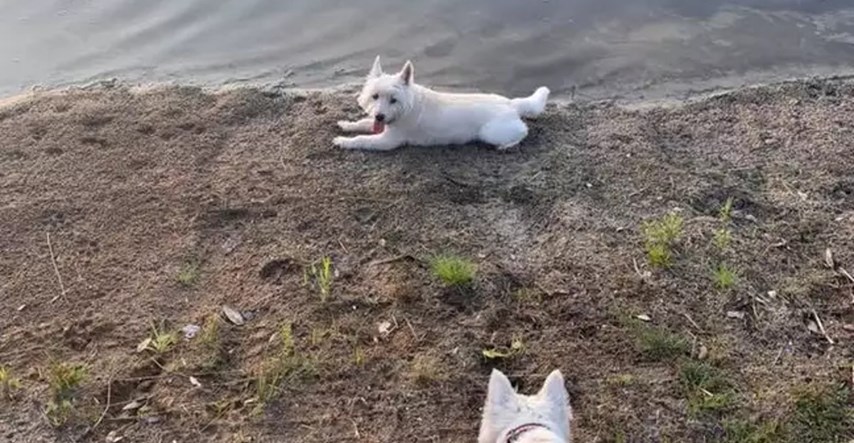 Tri psa uginula od trovanja nakon kupanja u jezeru