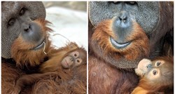 Maloj orangutanki iznenada preminula majka, njen otac učinio nešto nevjerojatno