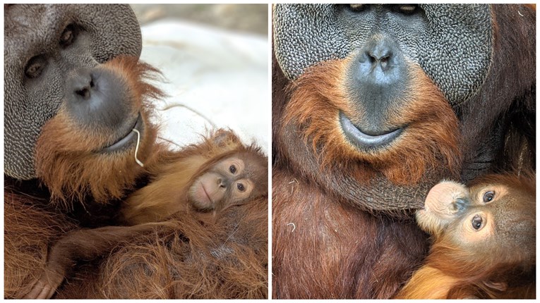 Maloj orangutanki iznenada preminula majka, njen otac učinio nešto nevjerojatno