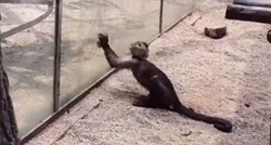 Majmun u Zoo vrtu oštrio kamenje pa napravio nešto što je začudilo sve prisutne