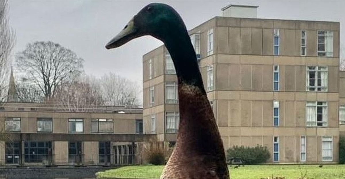 Ljudi ne vjeruju da je ova ogromna patka stvarna