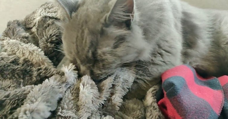 Napuštena maca se zaljubila u dekicu obitelji koja joj je dala krov nad glavom