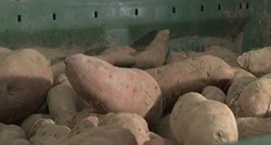 Porastao broj uzgajivača batata u Hrvatskoj