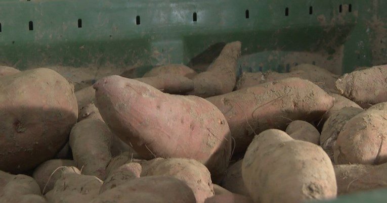 Porastao broj uzgajivača batata u Hrvatskoj