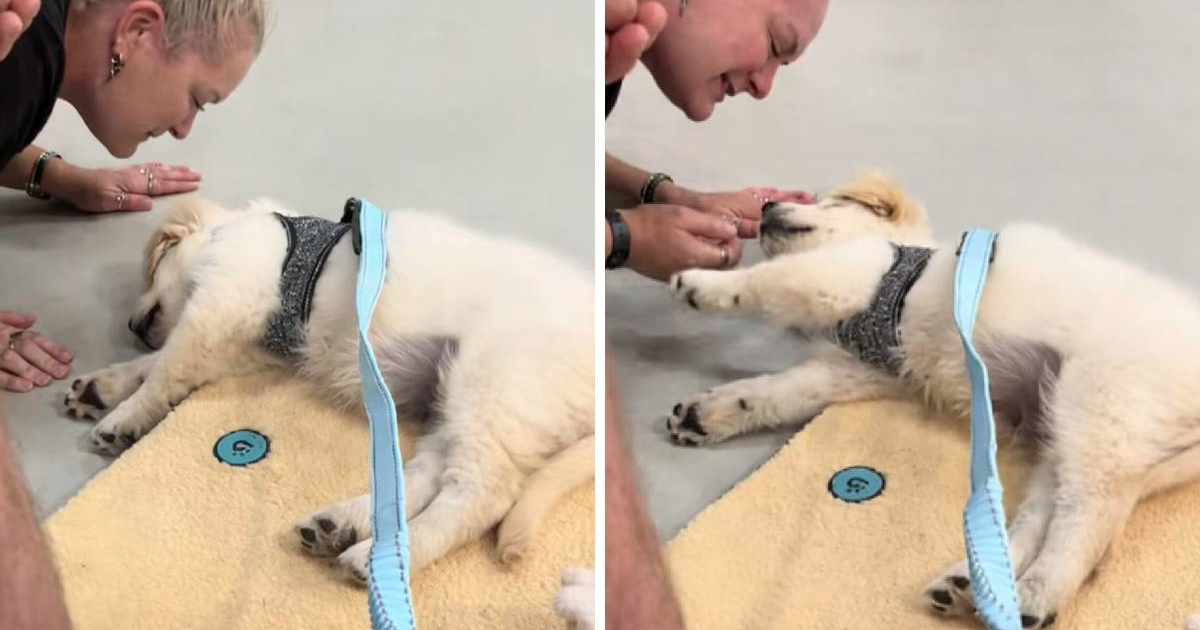 Štene zlatnog retrivera prespavalo cijeli tečaj dresure, snimka je nasmijala mnoge