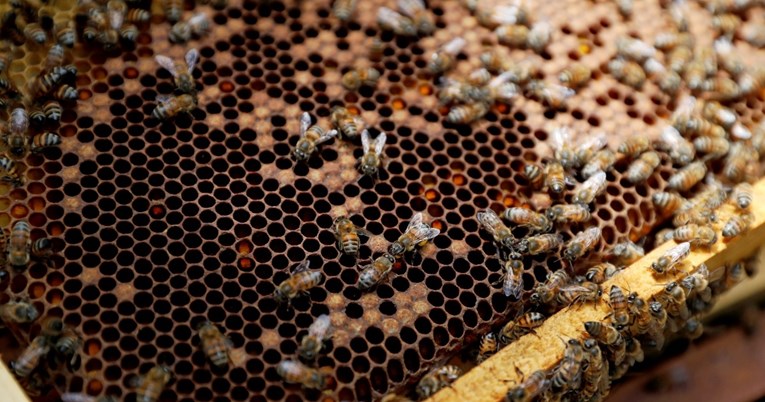 Nakon iznenadne smrti hrvatskog pčelara obitelj traži osobu koja će zbrinuti pčele