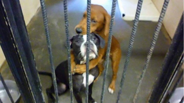 Tri sata prije eutanazije psi se zagrlili čekajući smrt. Zbog ove fotke su živi