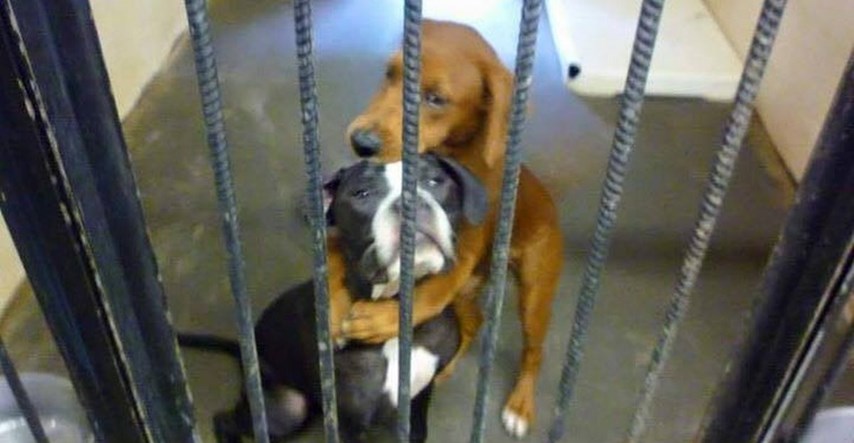 Tri sata prije eutanazije psi uslikani u zagrljaju. To im je spasilo život