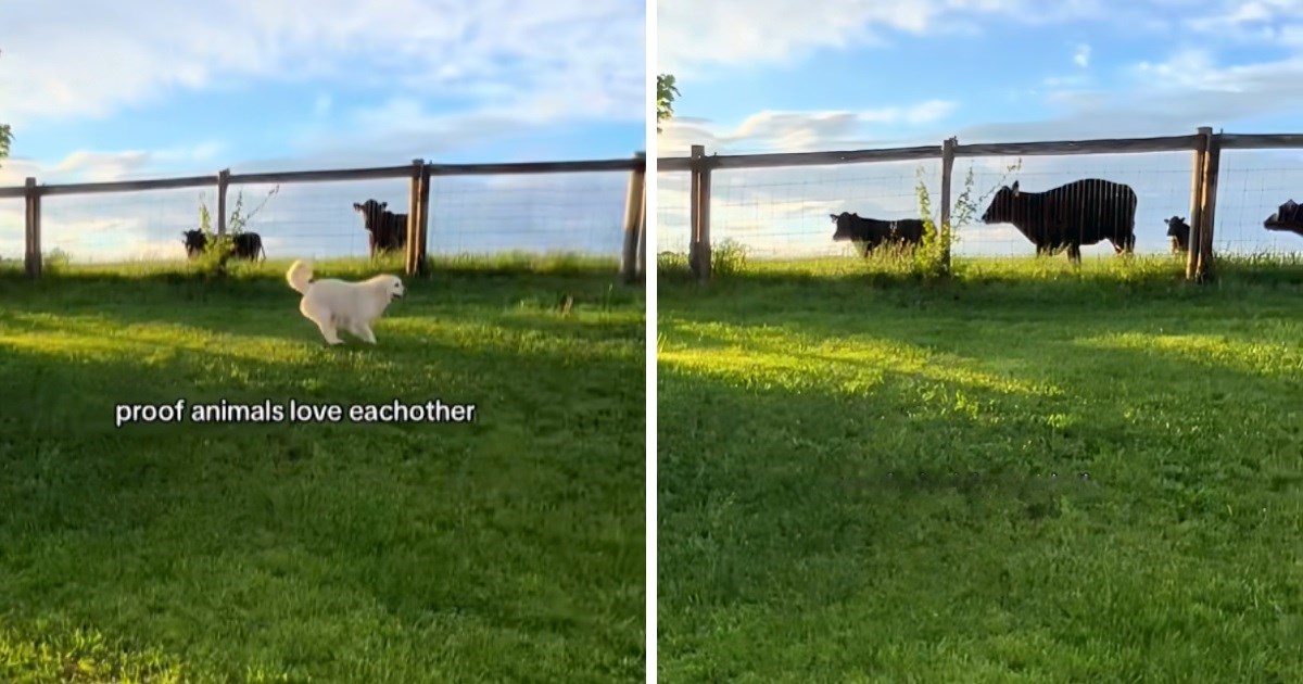 Zlatni retriver ugledao krave i odlučio se s njima igrati. Prizor će vas oduševiti