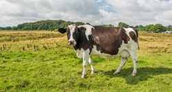Krava spašena nakon što ju je poplava odnijela 100 kilometara od farme