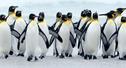 U izmetu pingvina slučajno otkrili nešto što može biti opasno za čovjeka