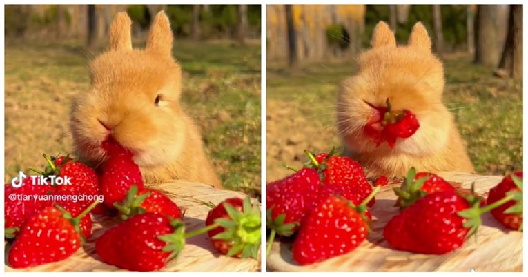 42 milijuna pregleda: Preslatki zec koji slasno jede jagode oduševio je internet