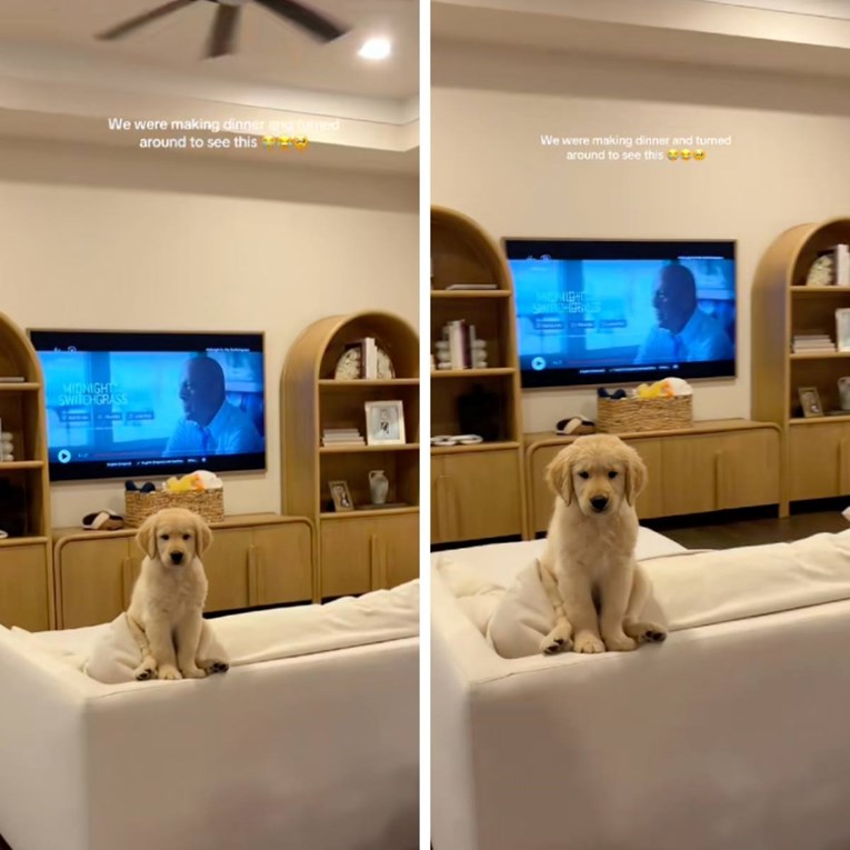 Štene zlatnog retrivera koje promatra vlasnike raznježilo ljude, pišu: Presladak je