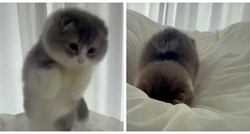 Video preslatke mačke koja skače poput tigra ima 35 milijuna pregleda na TikToku