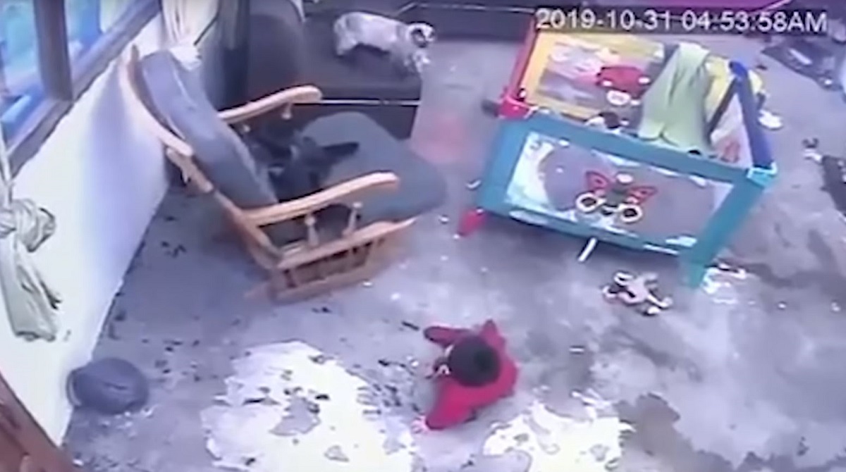 Nevjerojatnom reakcijom mačka spasila bebu koja je skoro pala niz stepenice