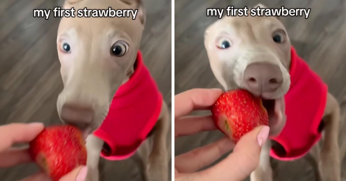 Pas je poludio od sreće nakon što je prvi put probao jagodu