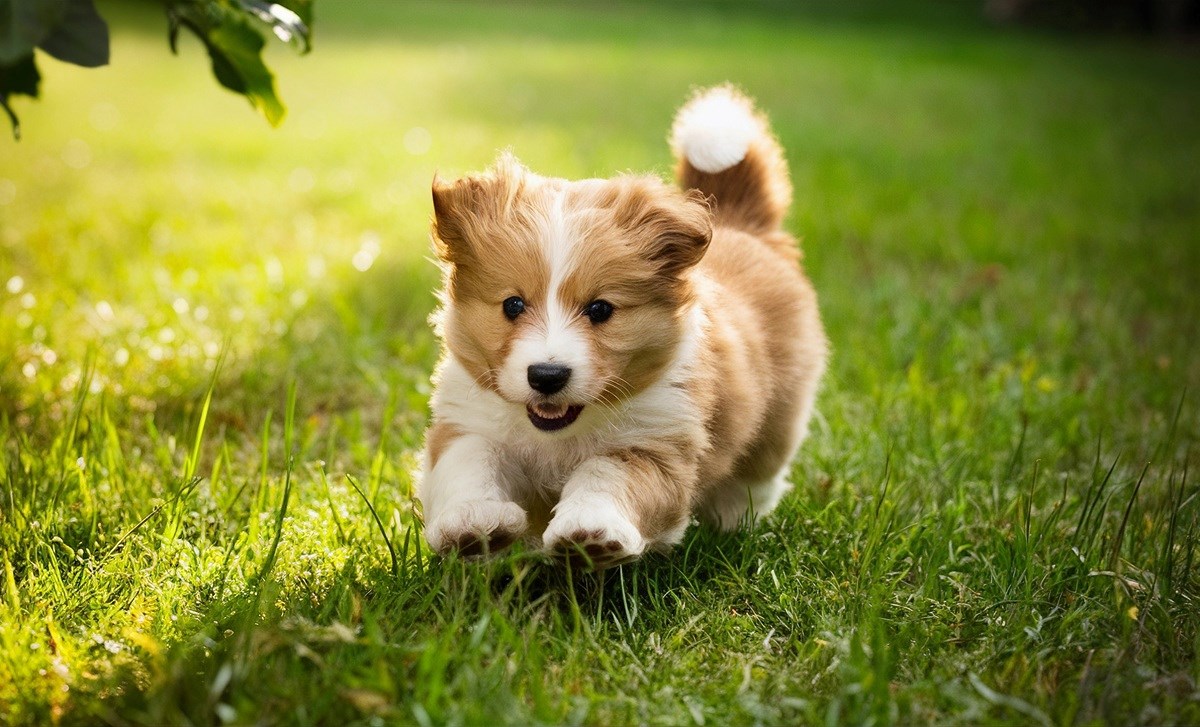 Krpelji nisu samo ljetni problem. Veterinarka razbija popularni mit