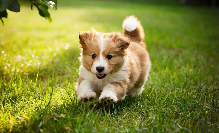 Krpelji nisu samo ljetni problem. Veterinarka razbija popularni mit