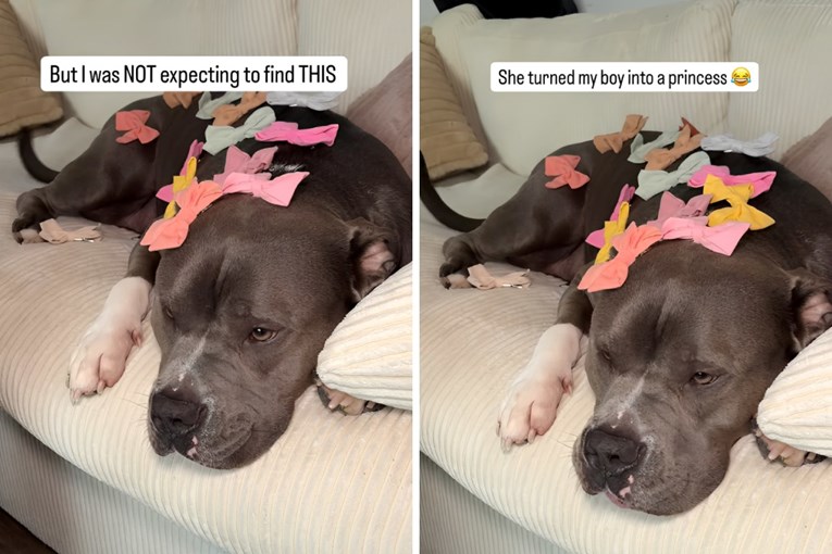 Video koji topi srca: Pogledajte nježnu stranu često neshvaćene pasmine