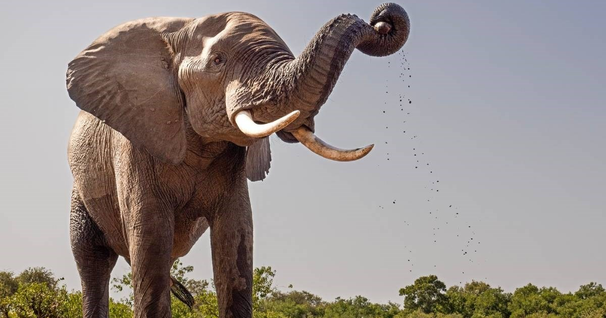 U Africi izašao iz auta i krenuo prema slonovima, htio ih snimiti. Oni ga pregazili