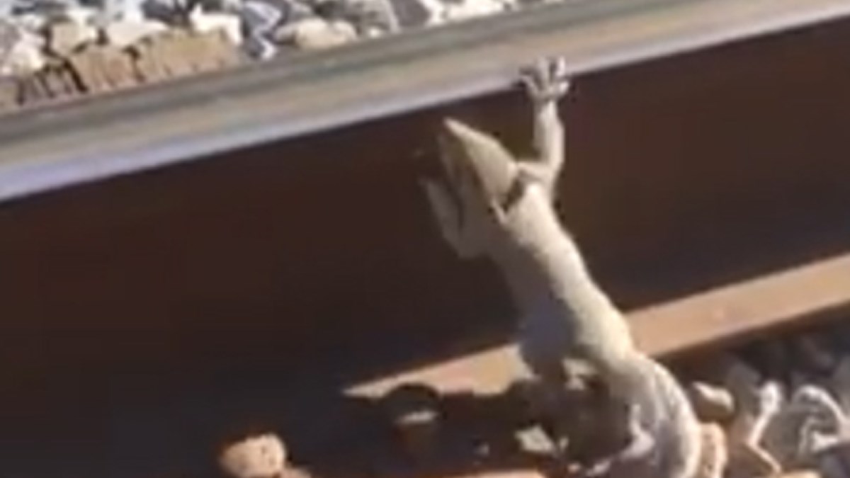 Vjeverica je zapela u tračnicama i napravila nešto nevjerojatno