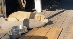 "Bila je neutješna": Nakon smrti vlasnika labradorici se slomilo srce