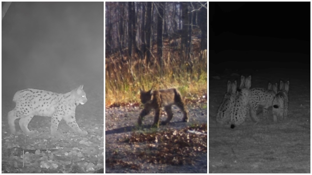 Čini se da su hrvatske šume pune malih risova, zabilježeno ih čak 26