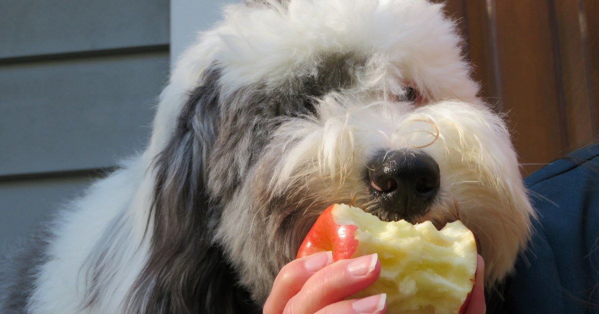 Dajete psu jabuku kao poslasticu? Pripazite da jedan dio jabuke što manje jedu