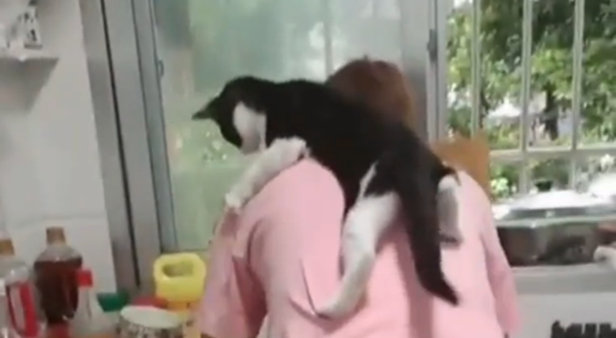 Mačka se ne želi odvojiti od svoje vlasnice, video je hit na internetu